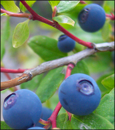 Wild Huckleberries