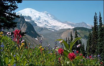 Mt. Rainier